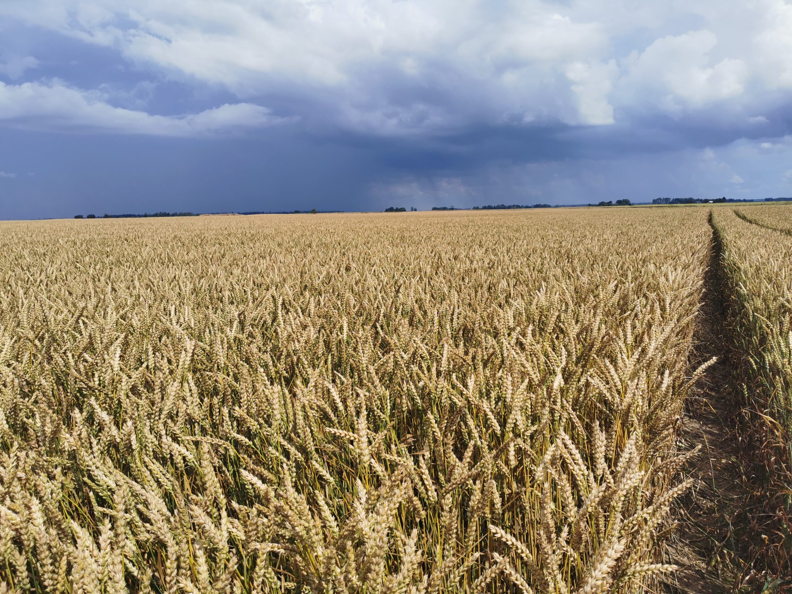 Lietavas kavē ražas vākšanu
