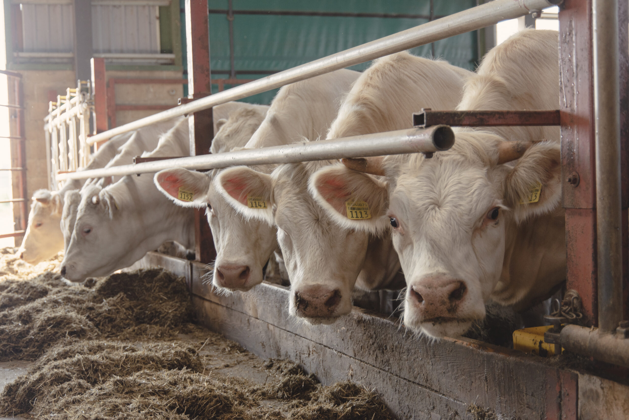 Dzīvnieku nobarošanas seminārs bioloģiskajā saimniecībā – LLKC 2025