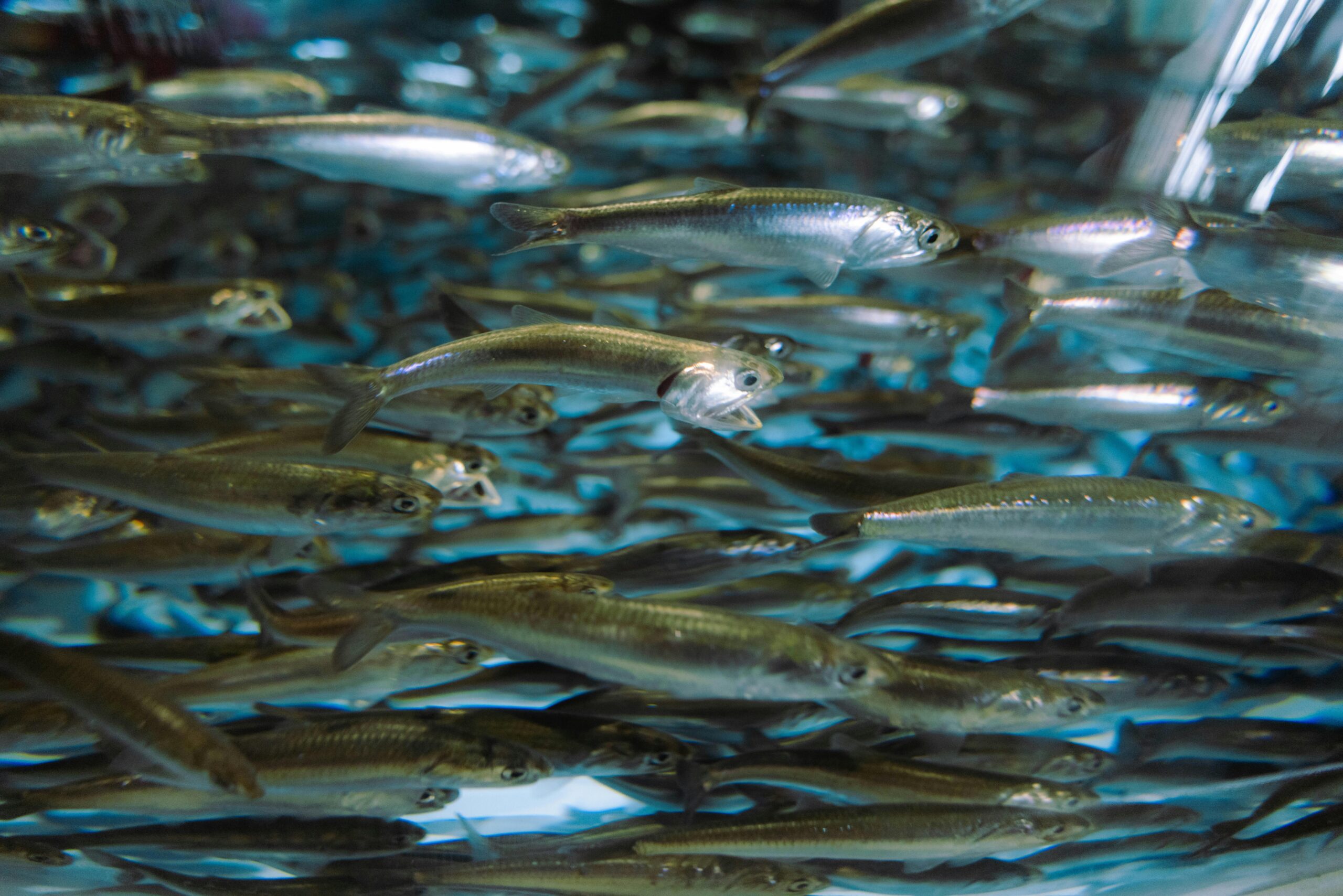 CATCH: Zivju importa digitalizācija