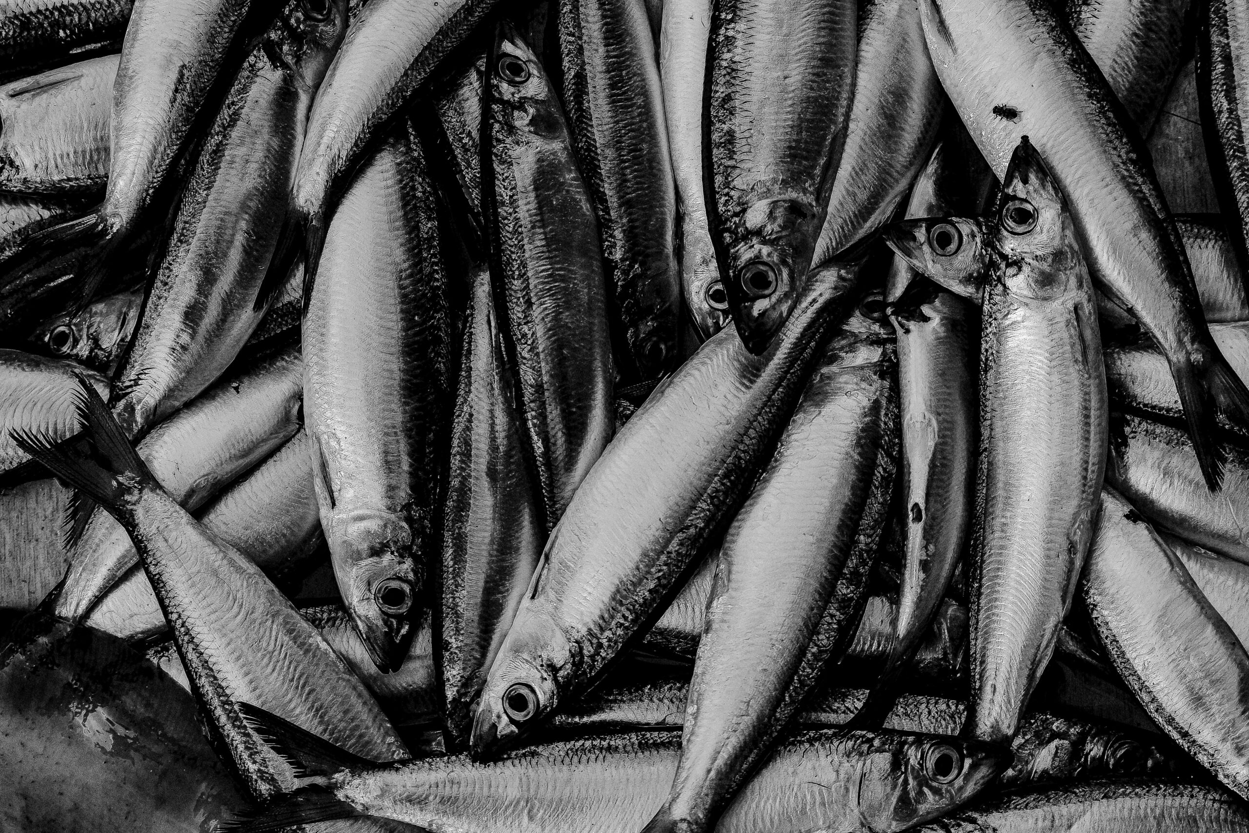 CATCH: Zivju importa digitalizācija