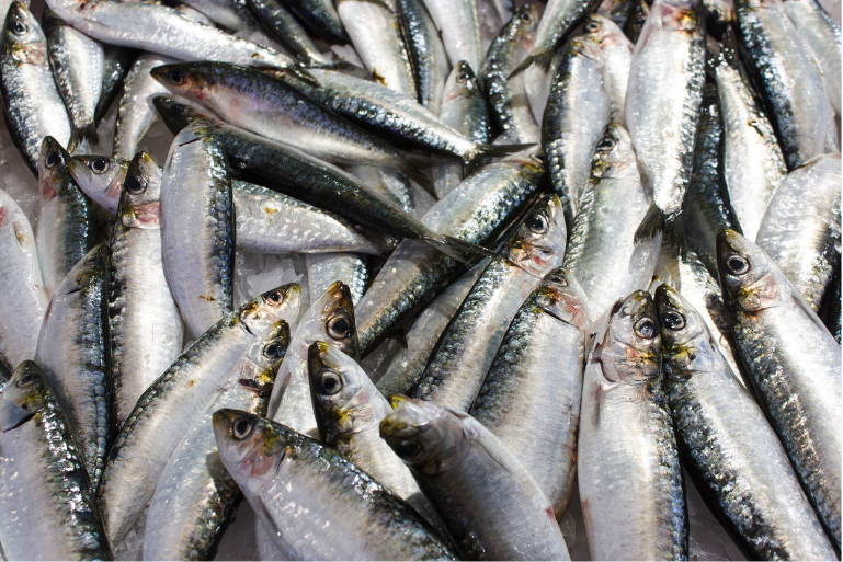 Zemkopības ministrija sadarbībā ar Latvijas Lauku konsultāciju un izglītības centru (LLKC) šā gada 12. martā rīko plašu sanāksmi “Zivsaimniecības izaugsme 2028–2036”.