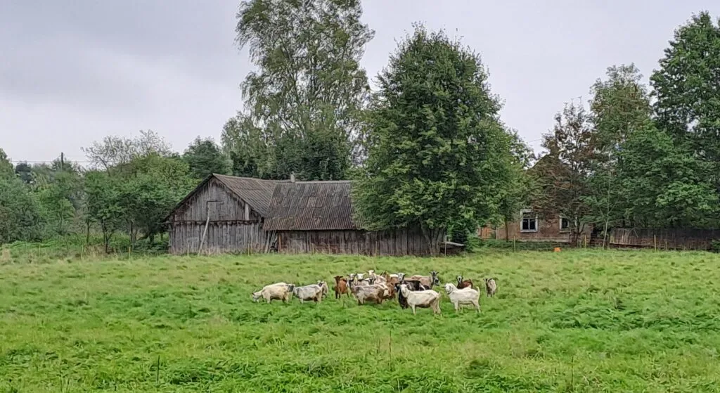 Uz Rēzeknes novadu pēc saldumiem, vīna, kazu siera un pasakas Griķu rezidencē