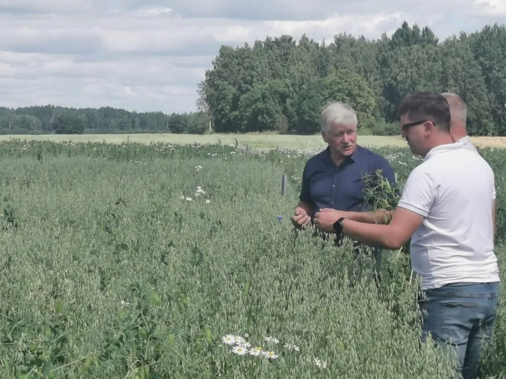 Aizvadīta lauka diena par zirņu audzēšanas tehnoloģijām Alūksnes pusē